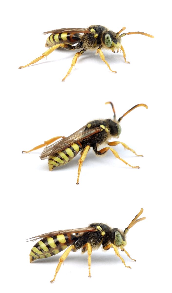 Nomada fucata ♂