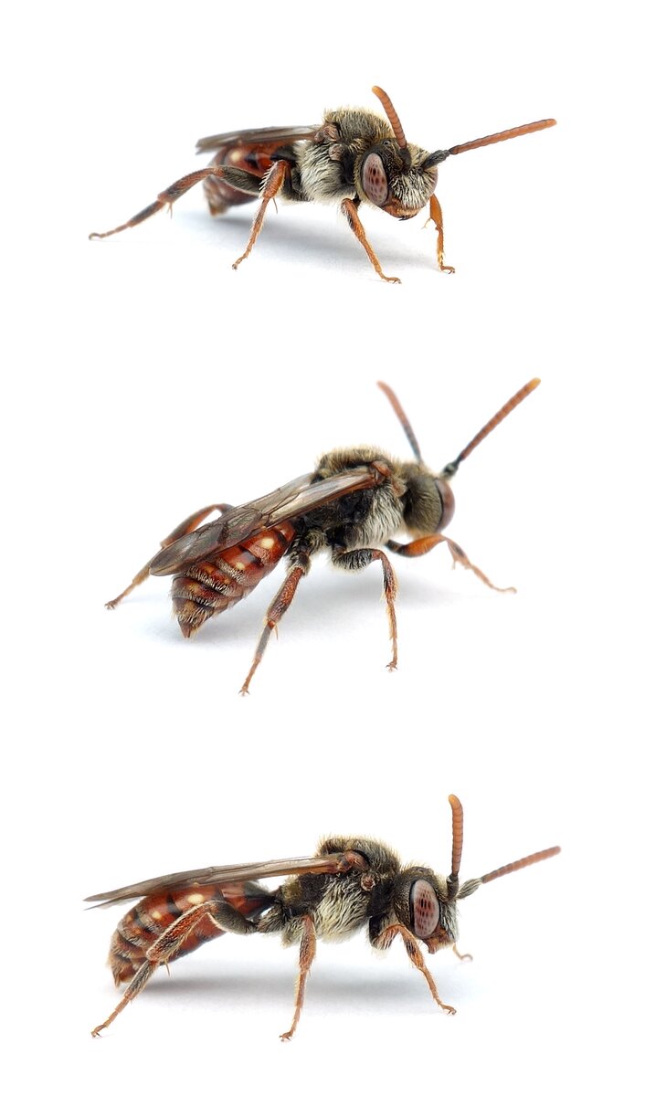 Nomada guttulata ♂