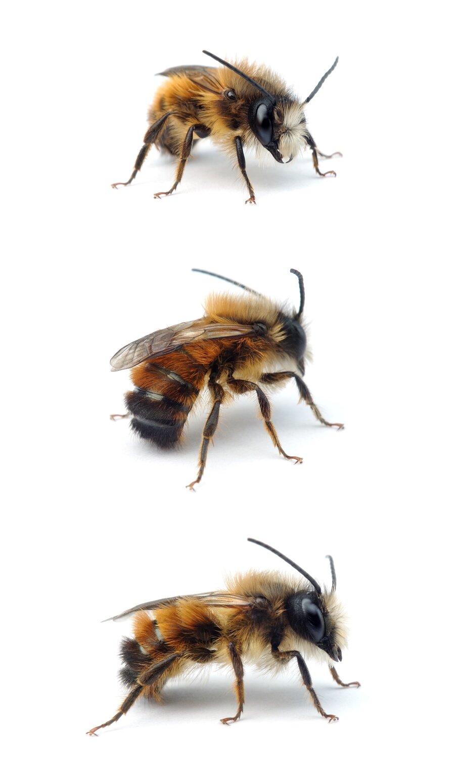 Osmia bicornis ♂ Rote Mauerbiene 8-12 mm