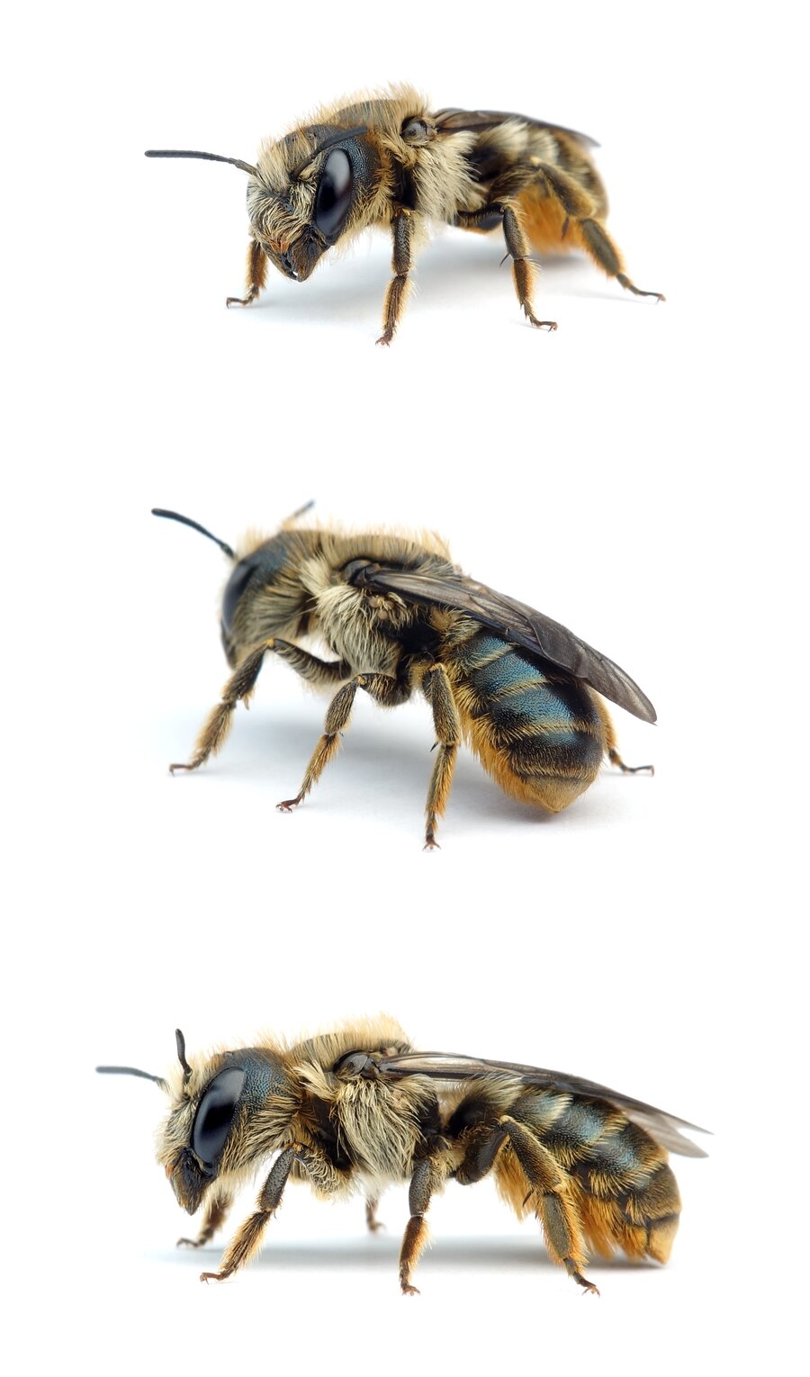 Osmia brevicornis ♀ Schöterich-Mauerbiene 10-12 mm