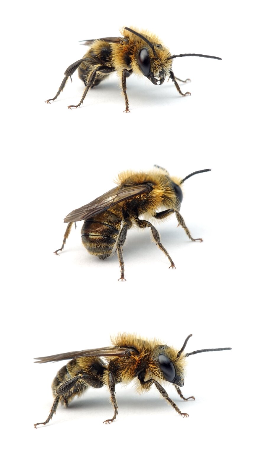 Osmia niveata ♂ Einhöckerige Mauerbiene 9-10 mm