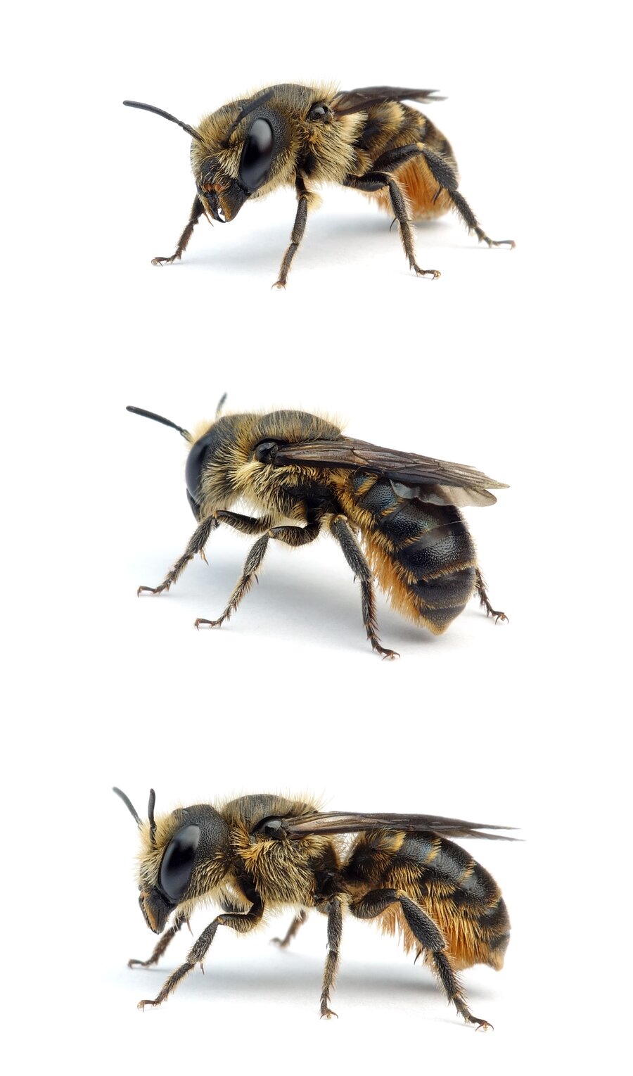 Osmia niveata ♀ Einhöckerige Mauerbiene 9-10 mm