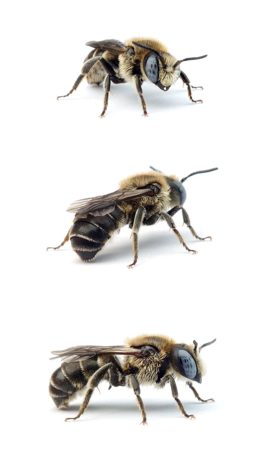 Osmia spinulosa ♂ Bedornte Schneckenhausbiene 7-8 mm