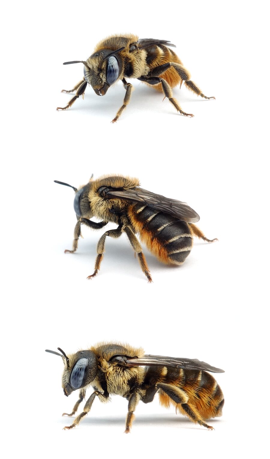 Osmia spinulosa ♀ Bedornte Schneckenhausbiene 7-8 mm