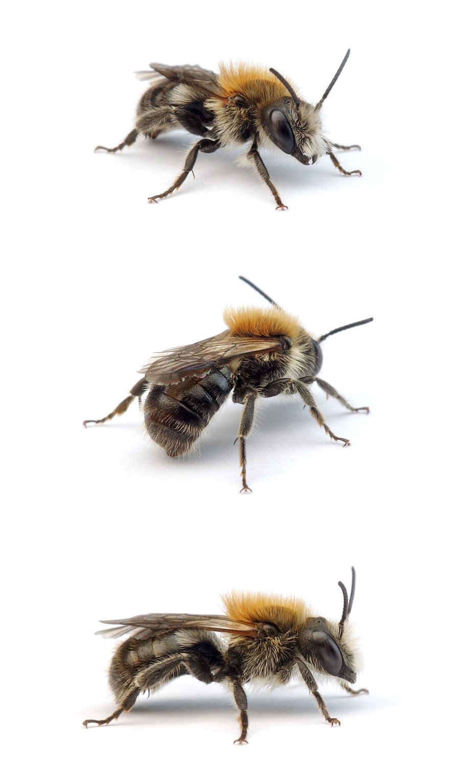 Osmia uncinata ♂ Rinden-Mauerbiene 8-9 mm