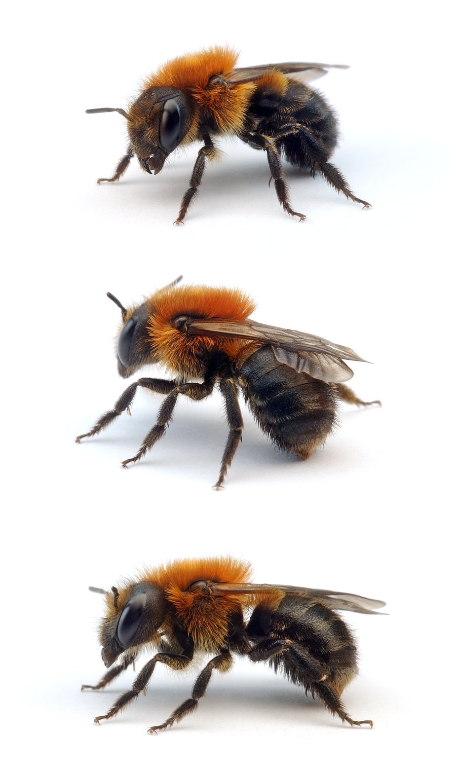 Osmia uncinata ♀ Rinden-Mauerbiene 9-10 mm