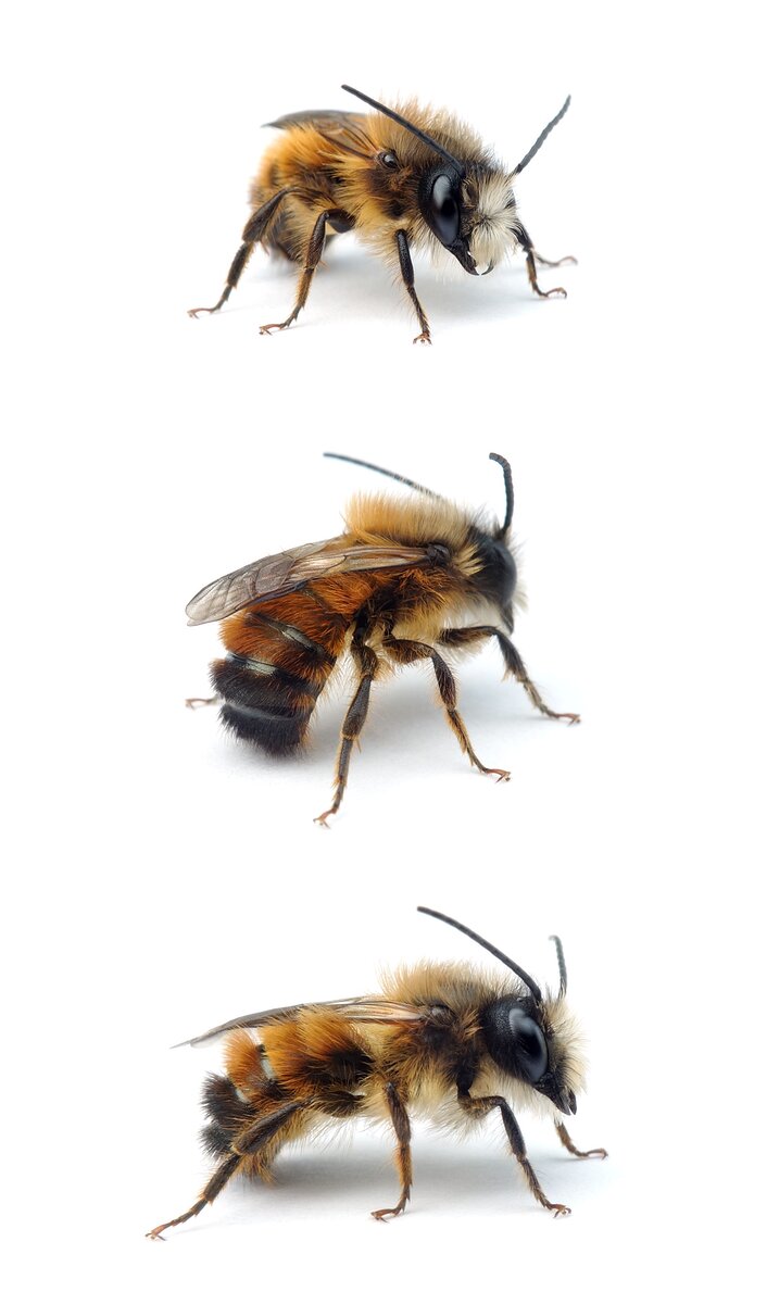 Osmia bicornis ♂ Rote Mauerbiene 8-12 mm