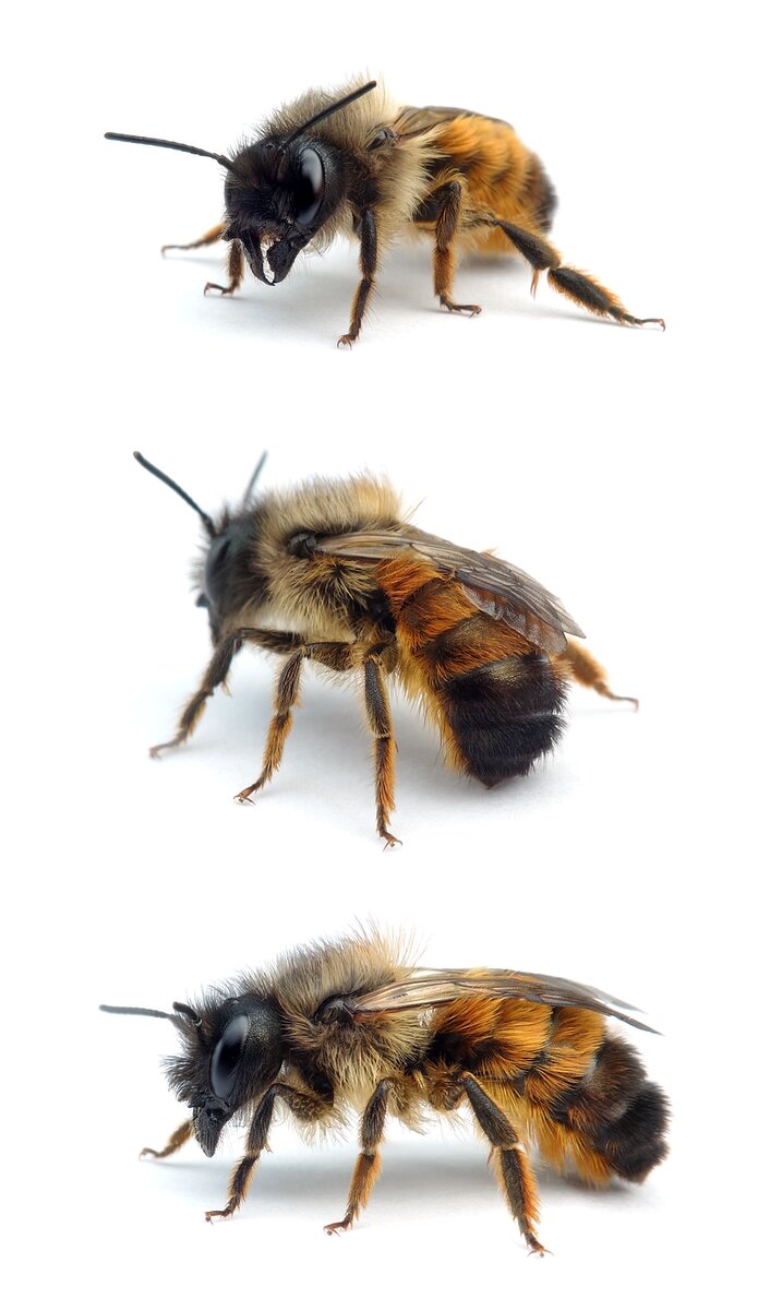 Osmia bicornis ♀ Rote Mauerbiene 8-12 mm