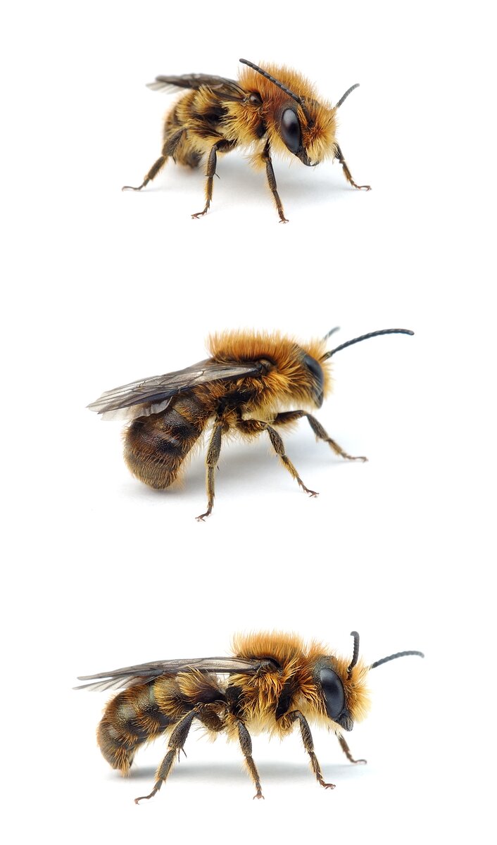 Osmia brevicornis ♂