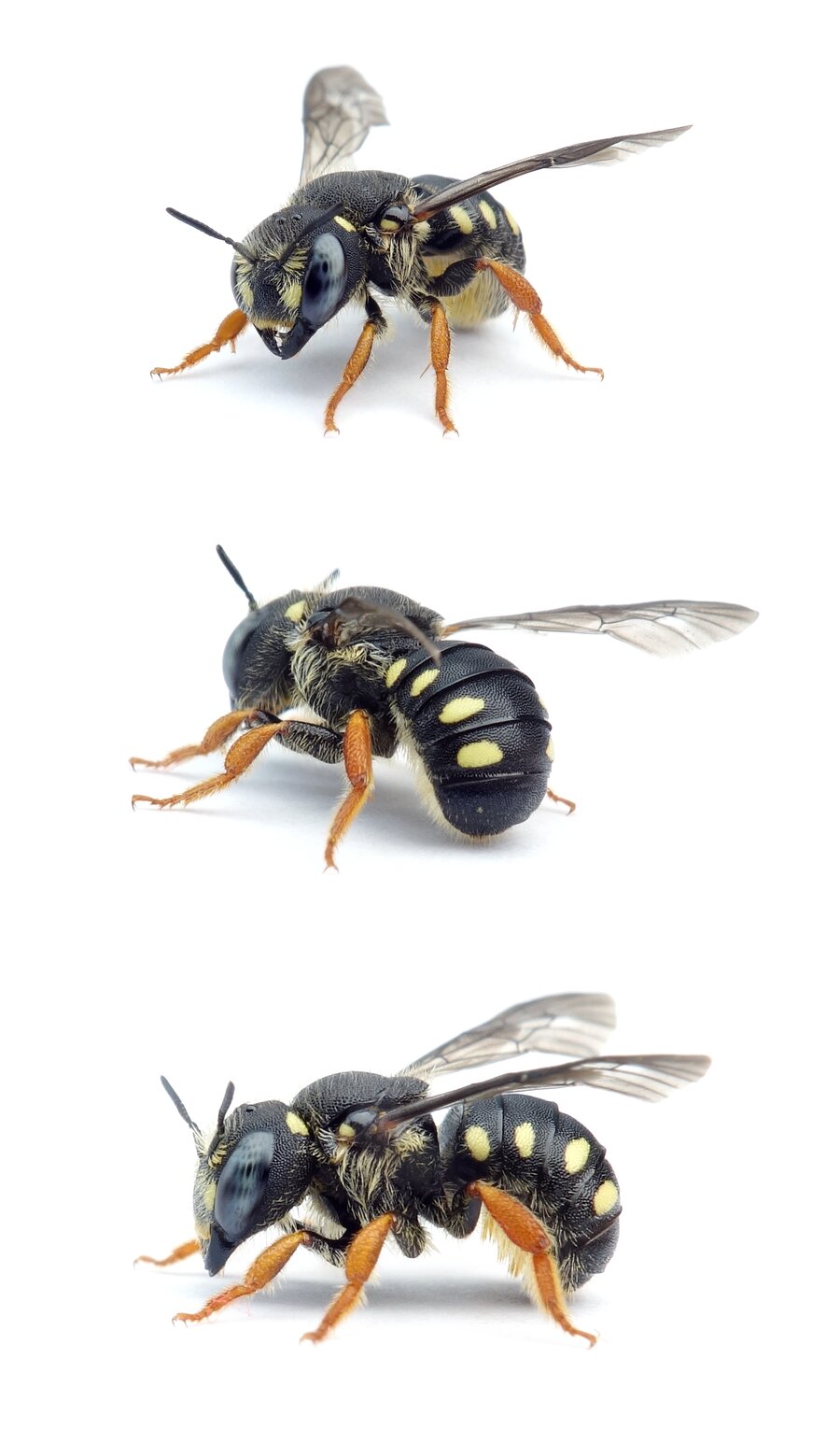 Pseudoanthidium nanum ♀ Östliche Zwergwollbiene, gelb gez. 7-8 mm