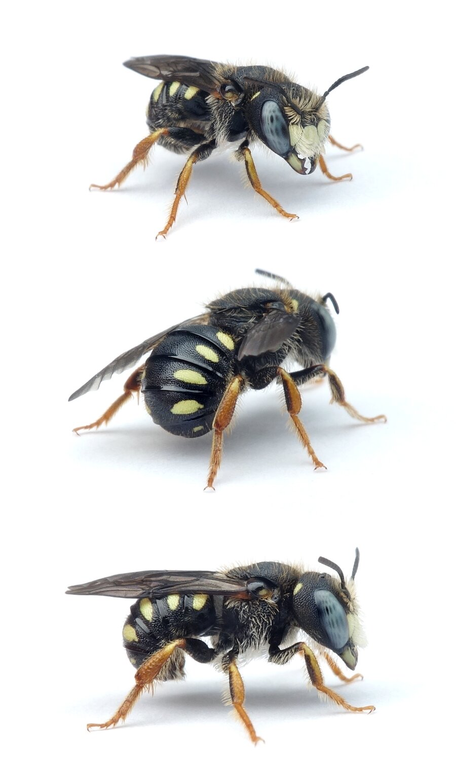 Pseudoanthidium nanum ♂ Östliche Zwergwollbiene, gelb gez. 7-8 mm