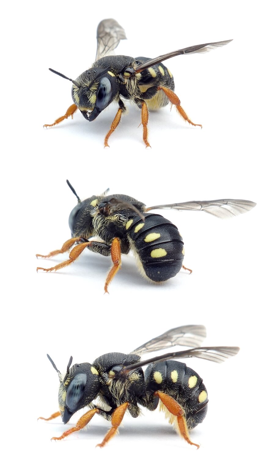 Pseudoanthidium nanum ♀ Östliche Zwergwollbiene, gelb gez. 7-8 mm