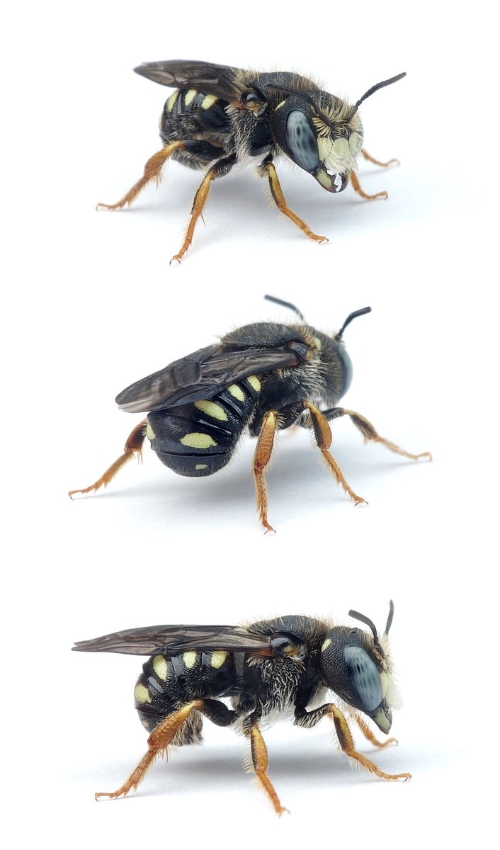 Pseudoanthidium nanum ♂