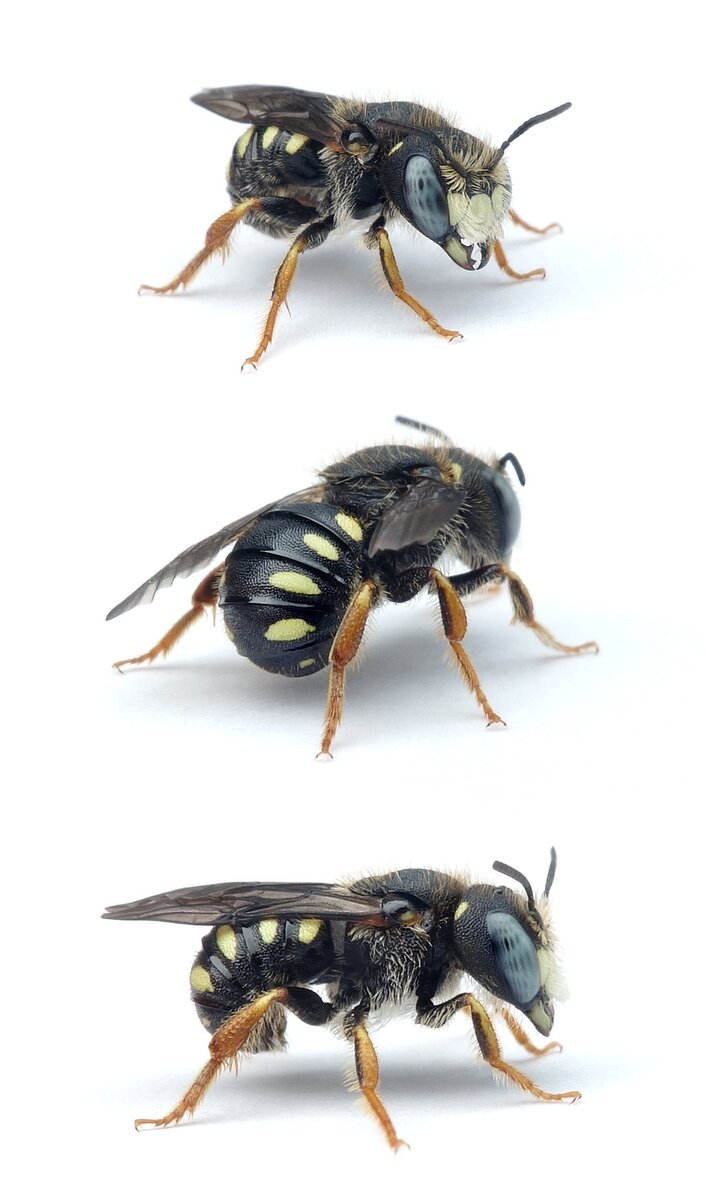 Pseudoanthidium nanum ♂ Östliche Zwergwollbiene, gelb gez. 7-8 mm