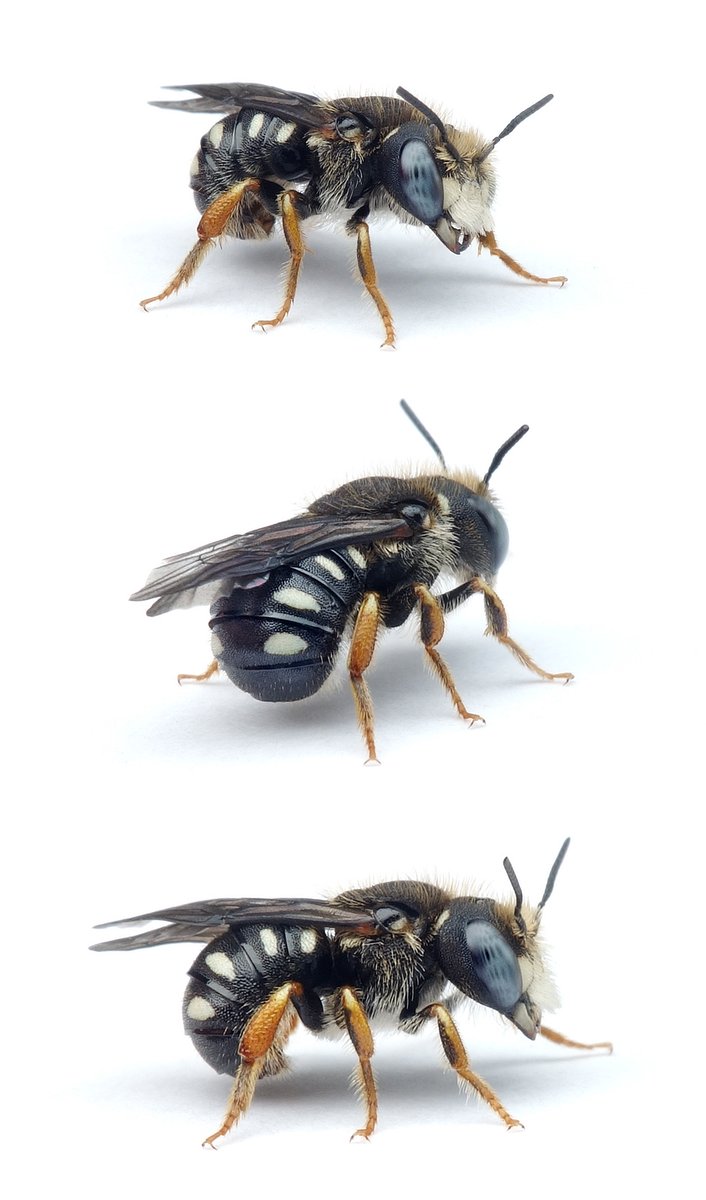 Pseudoanthidium nanum ♂