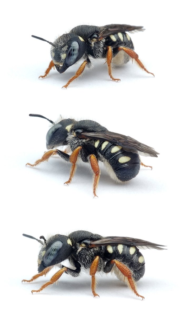 Pseudoanthidium nanum ♀