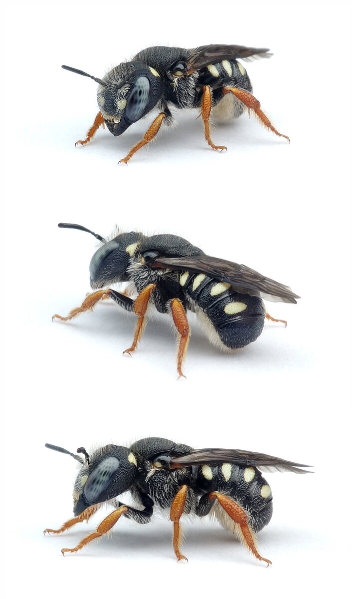 Pseudoanthidium nanum ♀