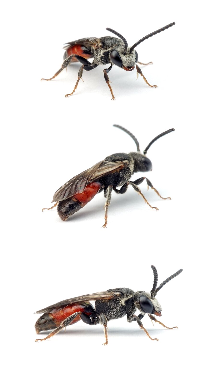 Sphecodes cristatus ♂ Gekielte Blutbiene 7-8 mm