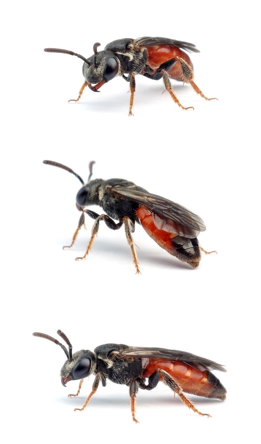 Sphecodes cristatus ♀ Gekielte Blutbiene 7-9 mm