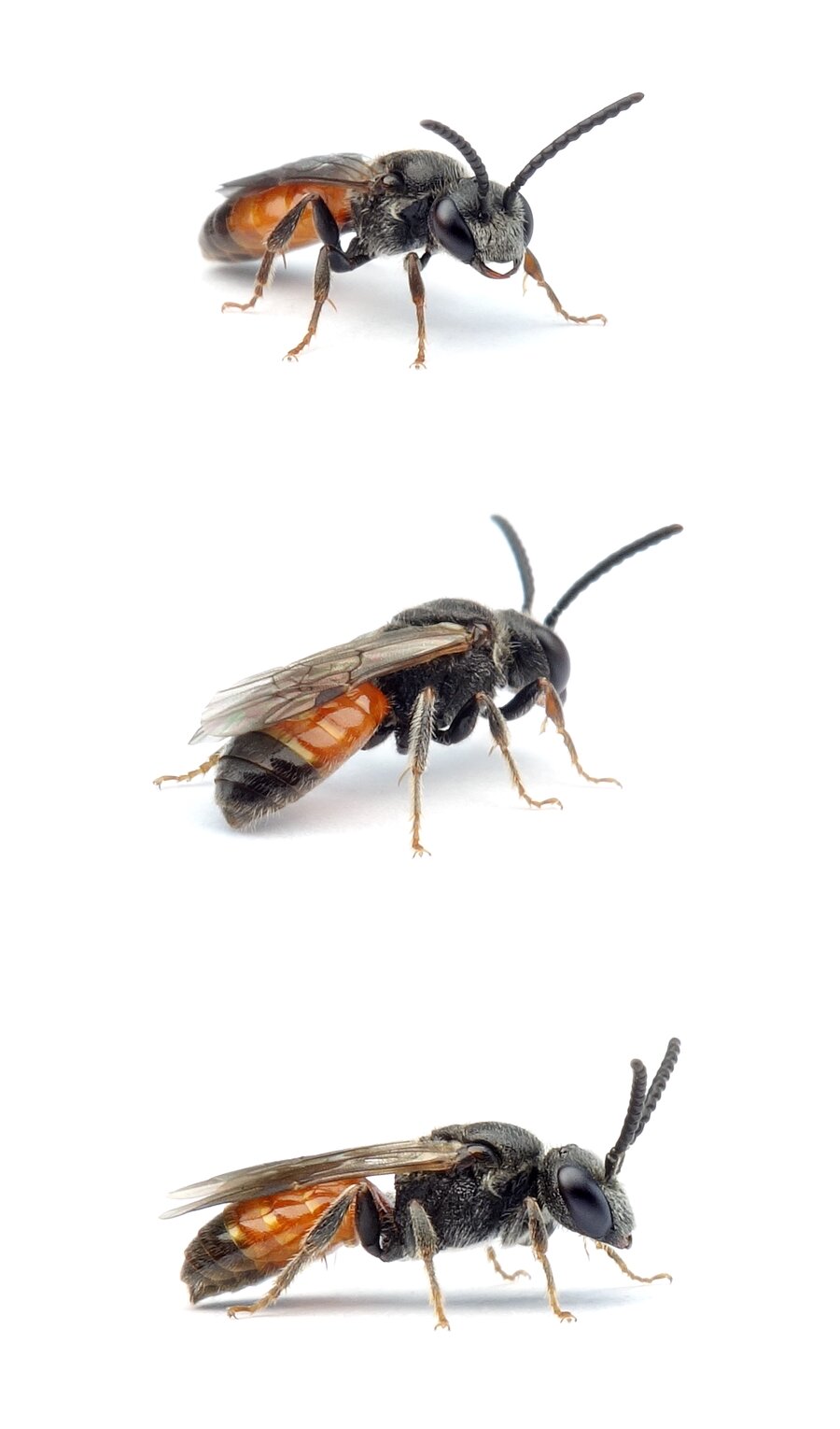 Sphecodes ferruginatus ♂ Rostfarbene Blutbiene 6-8 mm, klein und hell