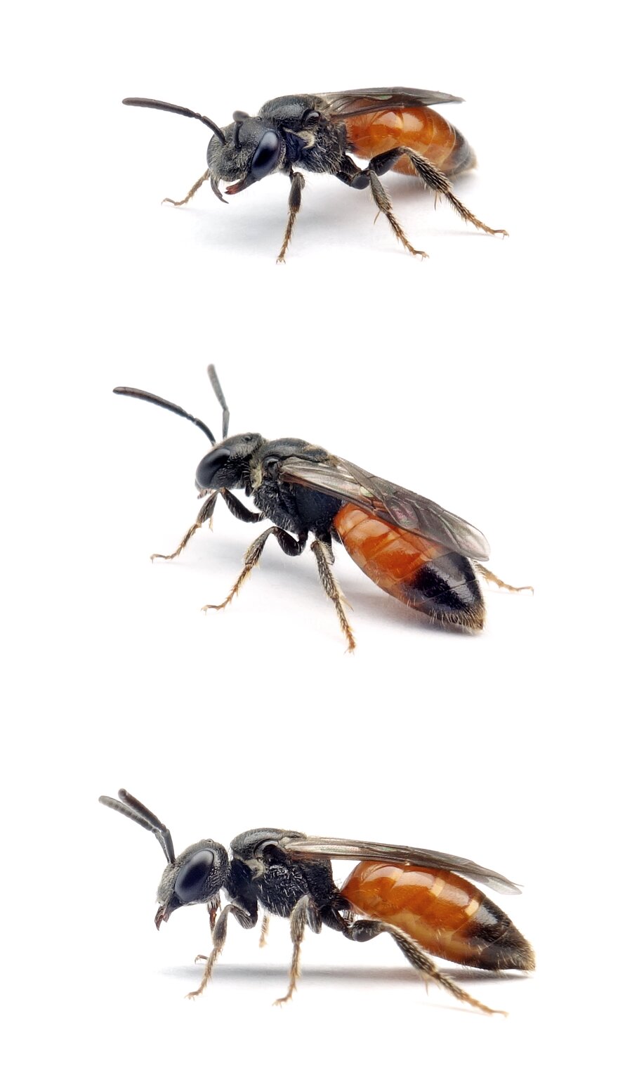 Sphecodes ferruginatus ♀ Rostfarbene Blutbiene 6-9 mm, klein und hell