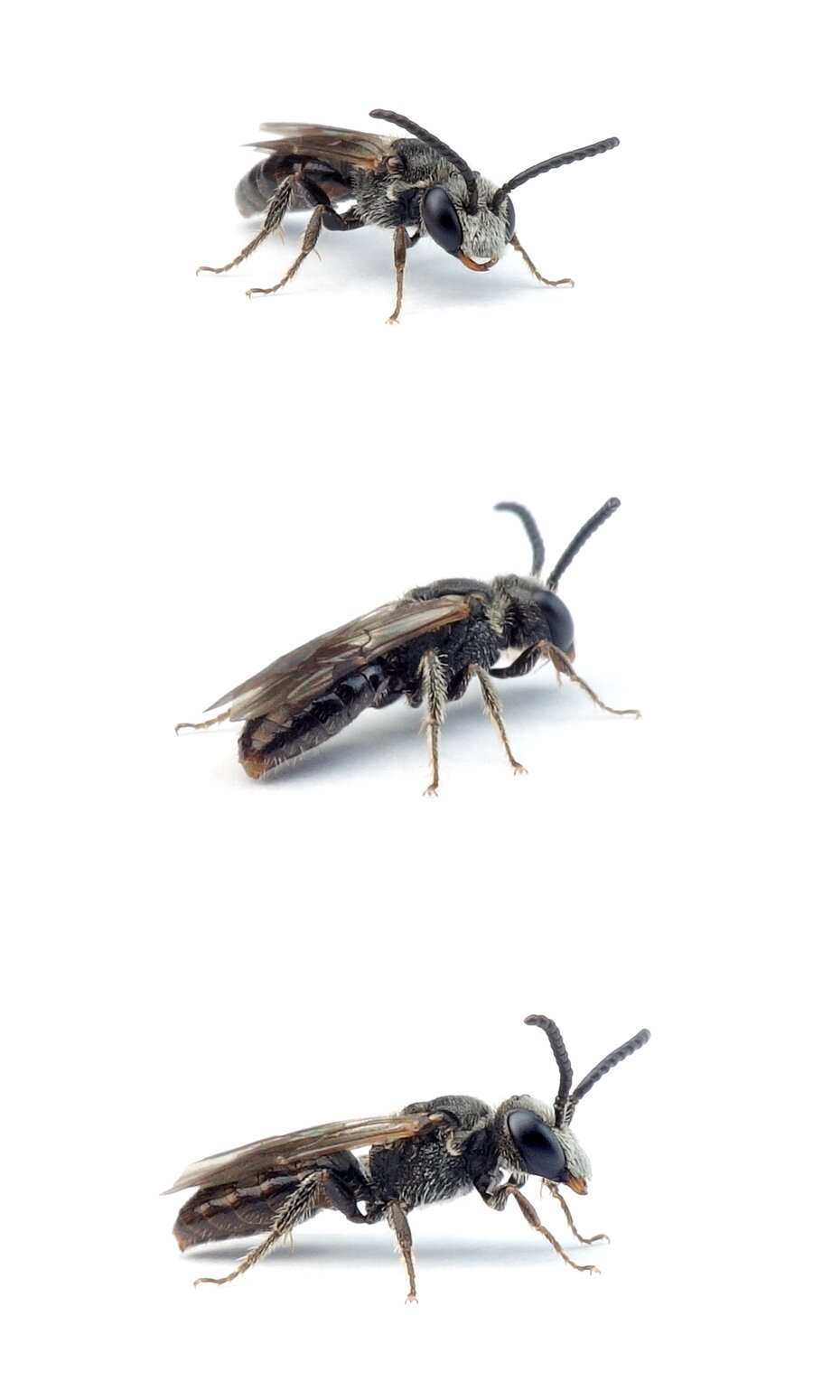 Sphecodes puncticeps ♂ Punktierte Blutbiene, schwarz
