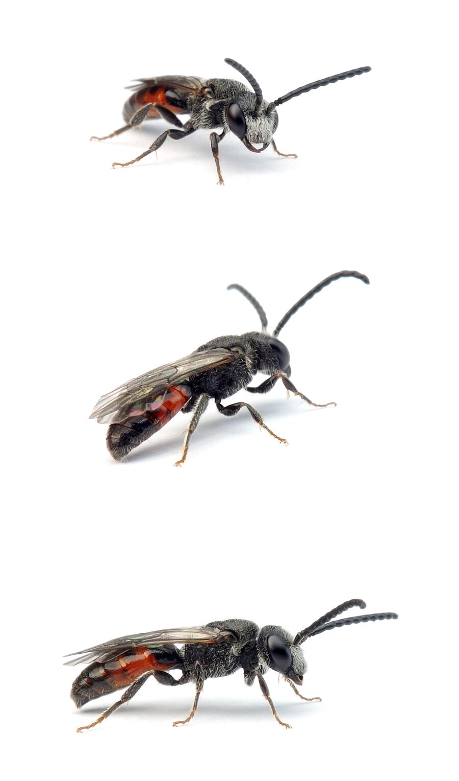 Sphecodes puncticeps ♂ Punktierte Blutbiene, hell 5-7 mm