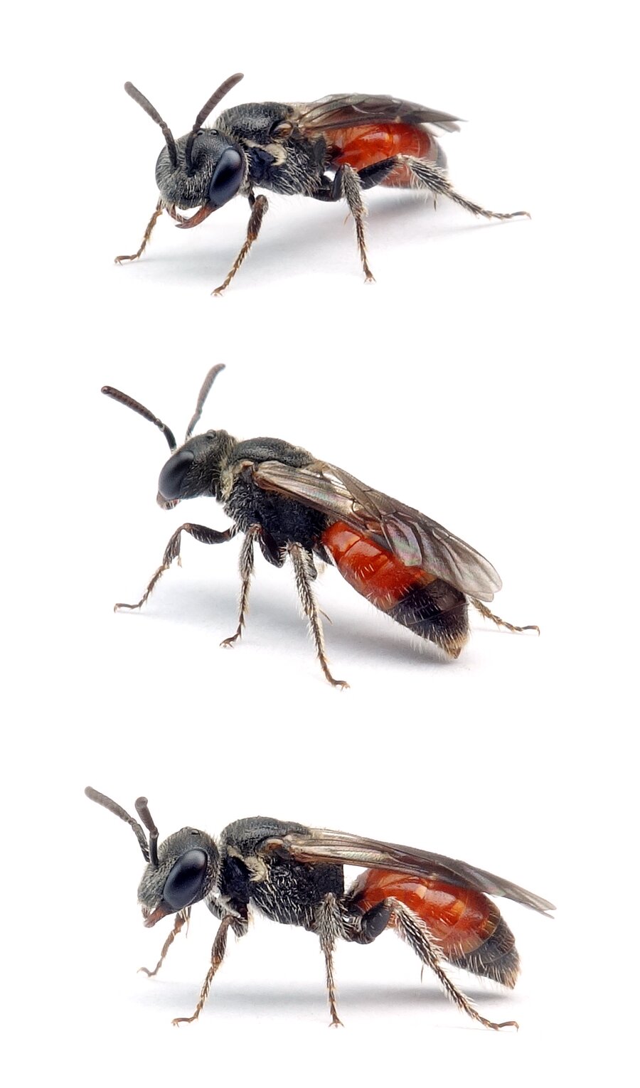 Sphecodes puncticeps ♀ Punktierte Blutbiene 5-7 mm