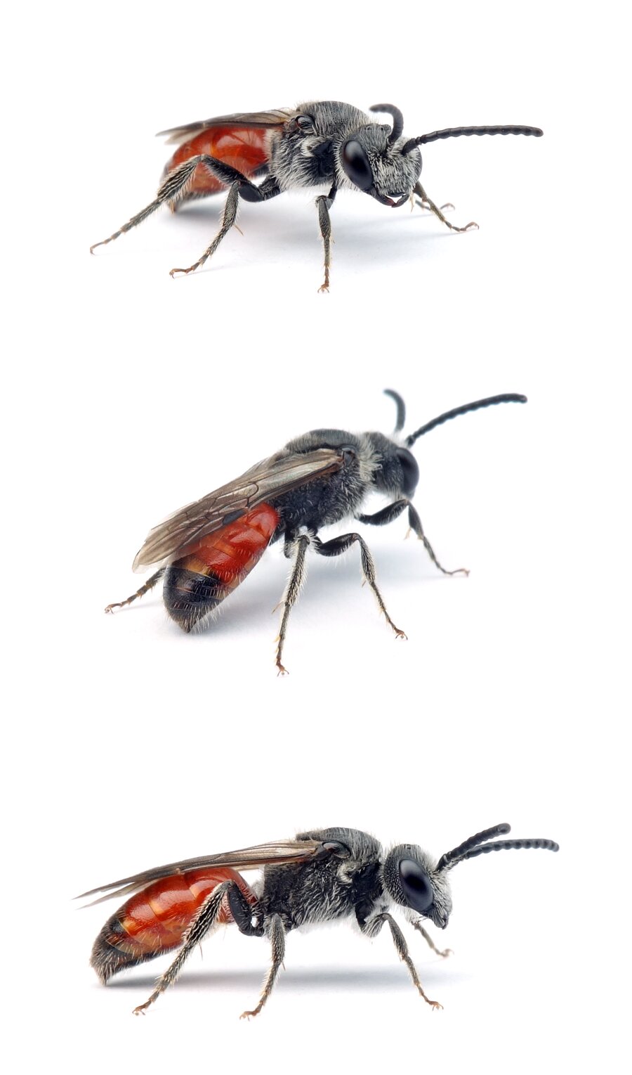 Sphecodes rubicundus ♂ Weißhaarige Blutbiene 8–11 mm
