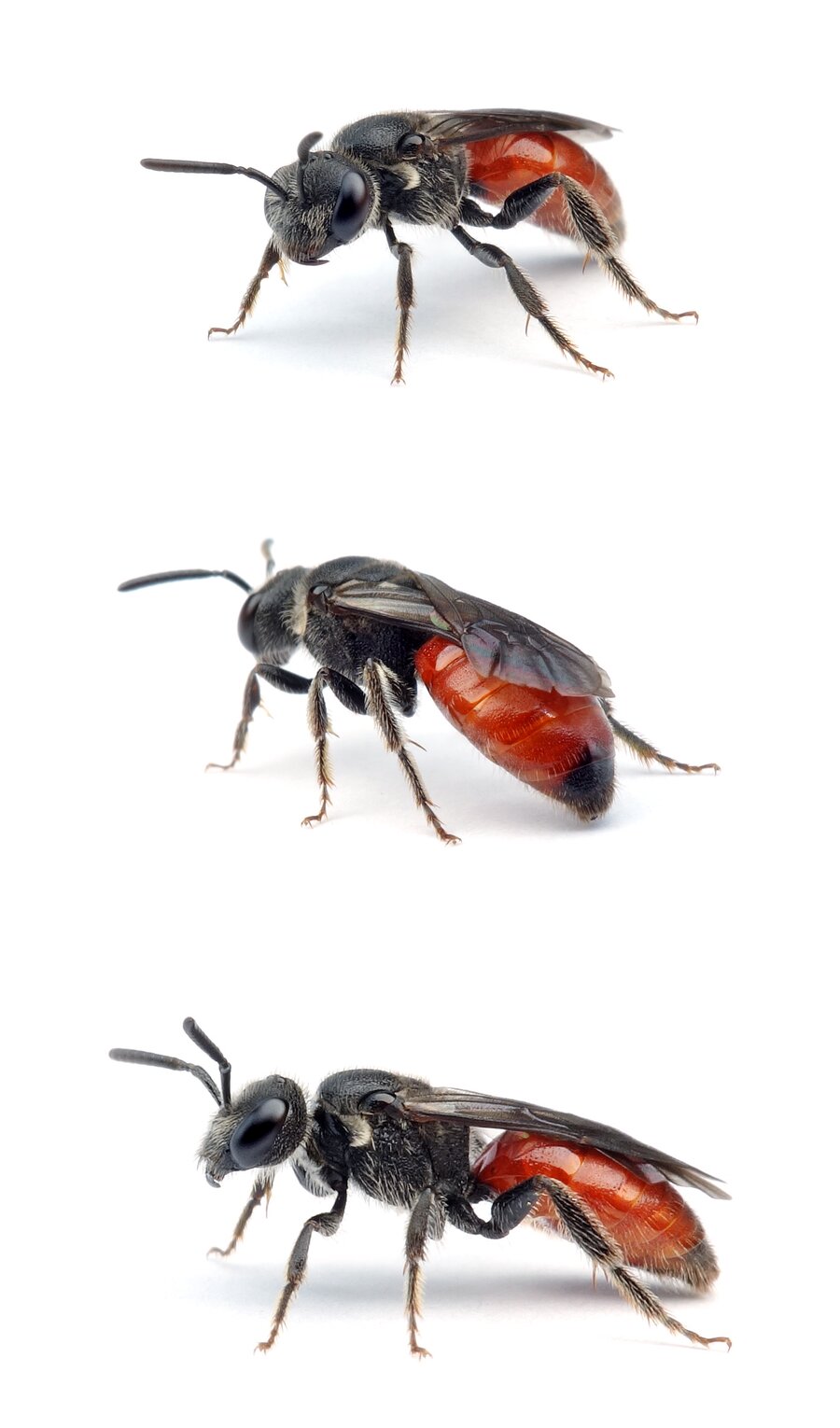 Sphecodes rubicundus ♀ Weißhaarige Blutbiene 8–11 mm