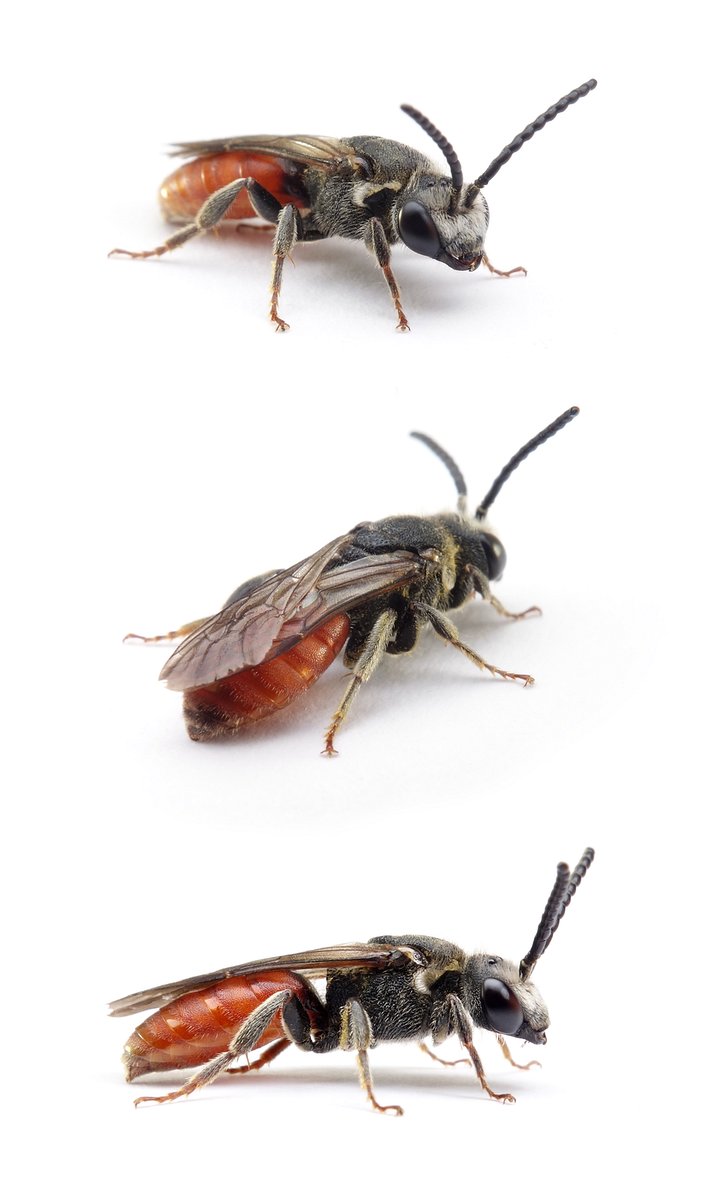 Sphecodes albilabris ♂ Riesen-Blutbiene 10-14 mm