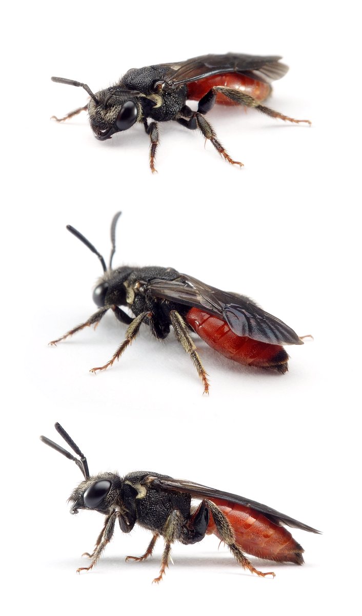 Sphecodes albilabris ♀ Riesen-Blutbiene 11-14 mm