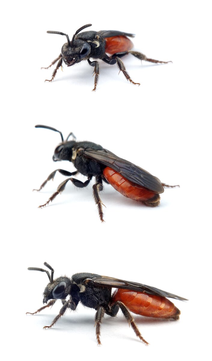 Sphecodes albilabris ♀