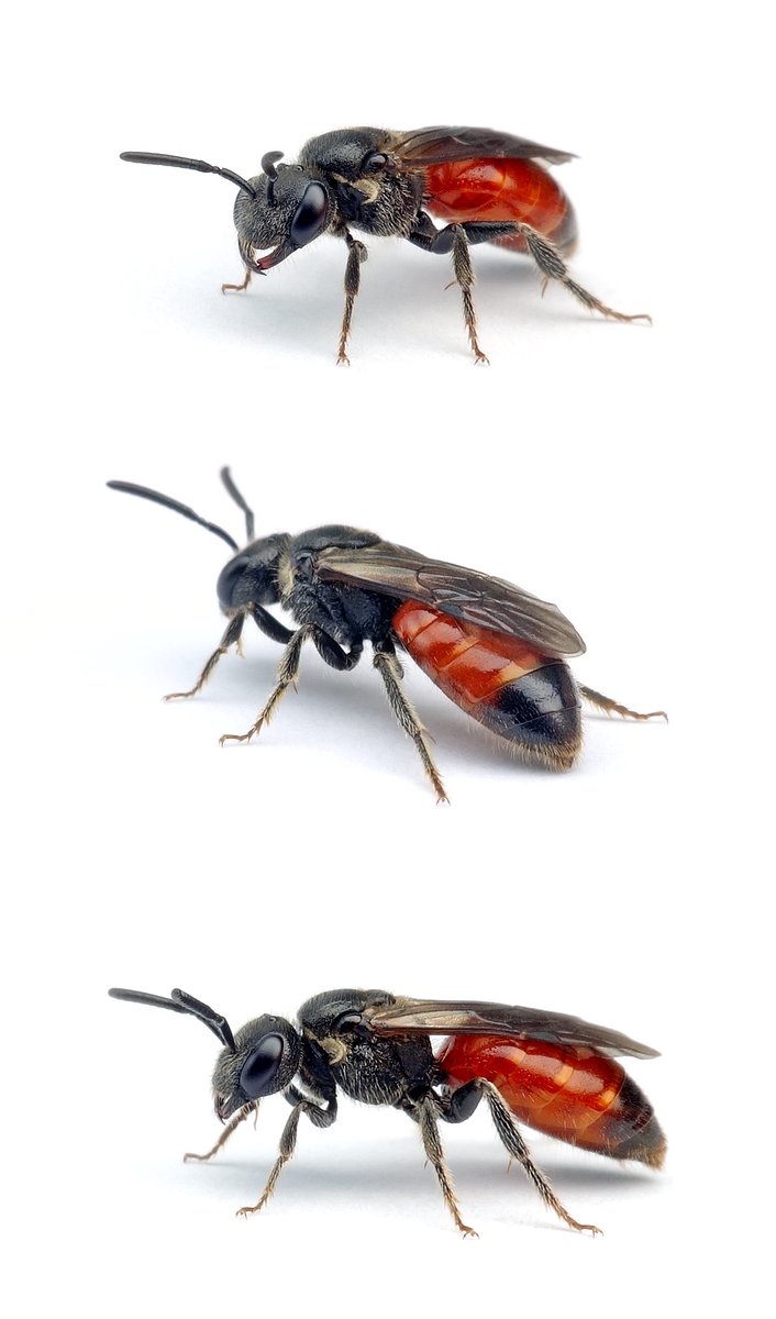Sphecodes ferruginatus ♀ Rostfarbene Blutbiene 6-9 mm