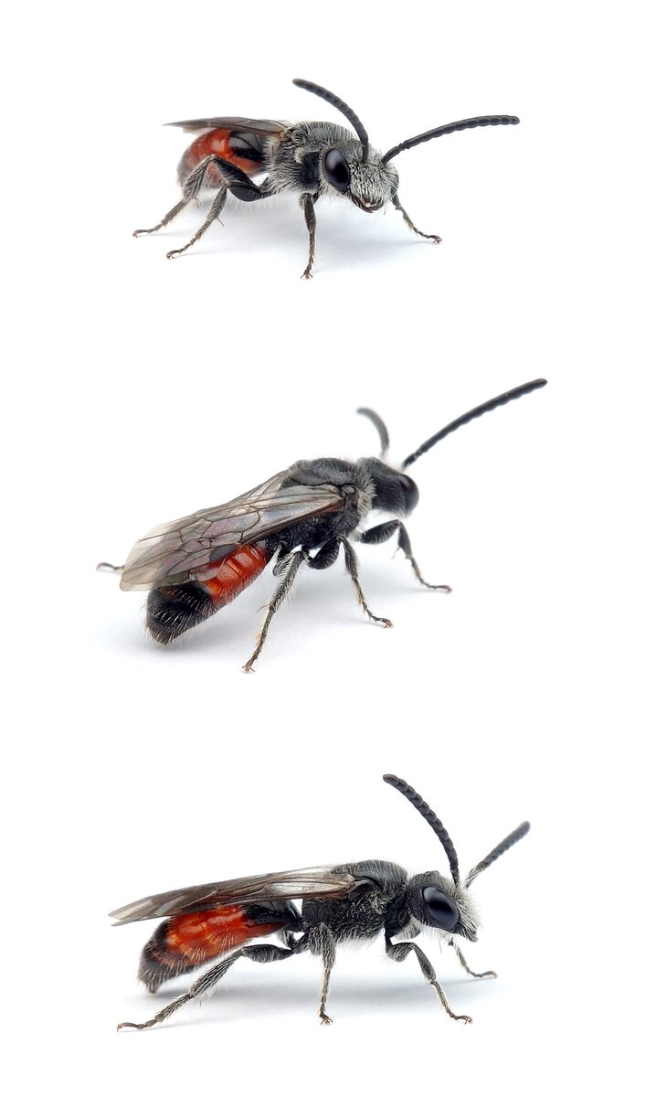 Sphecodes majalis ♂