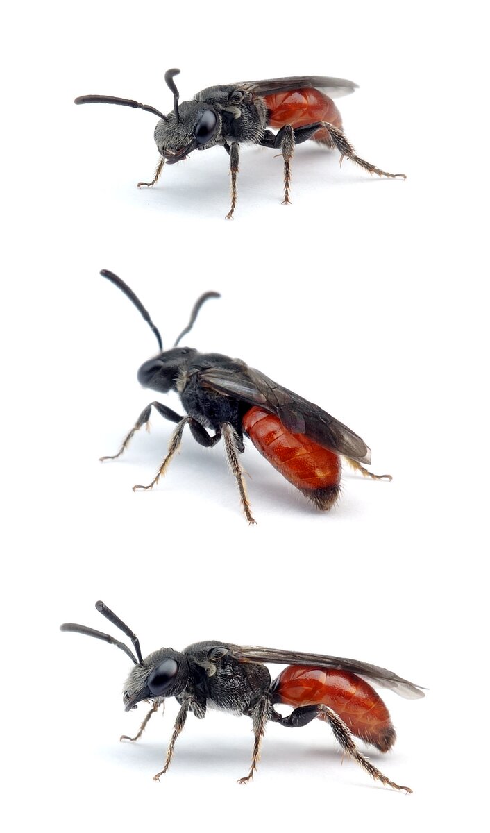 Sphecodes majalis ♀