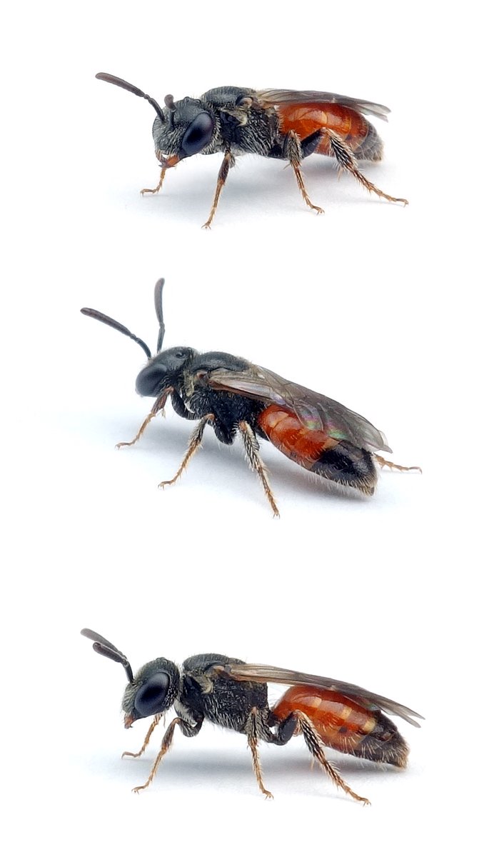 Sphecodes miniatus ♀ Gewöhnliche Zwerg-Blutbiene 5-6 mm
