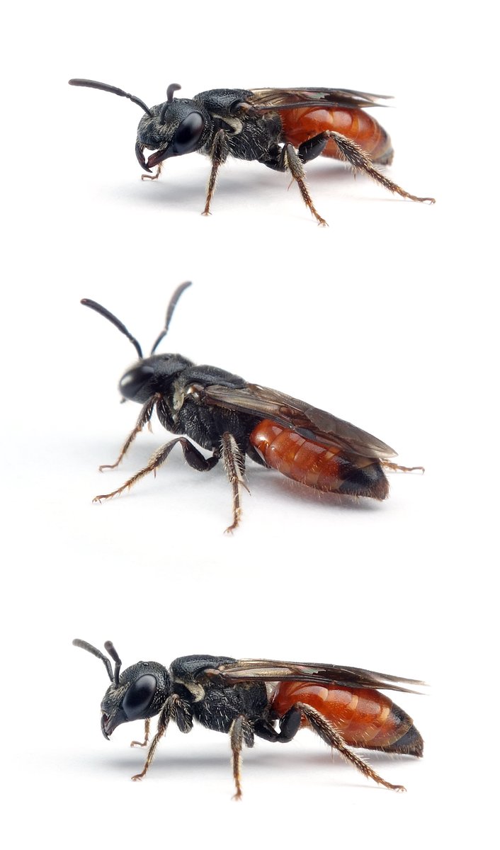 Sphecodes monilicornis ♀ Dickkopf-Blutbiene 7-10 mm