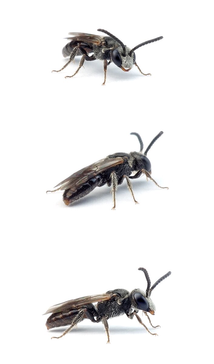 Sphecodes puncticeps ♂