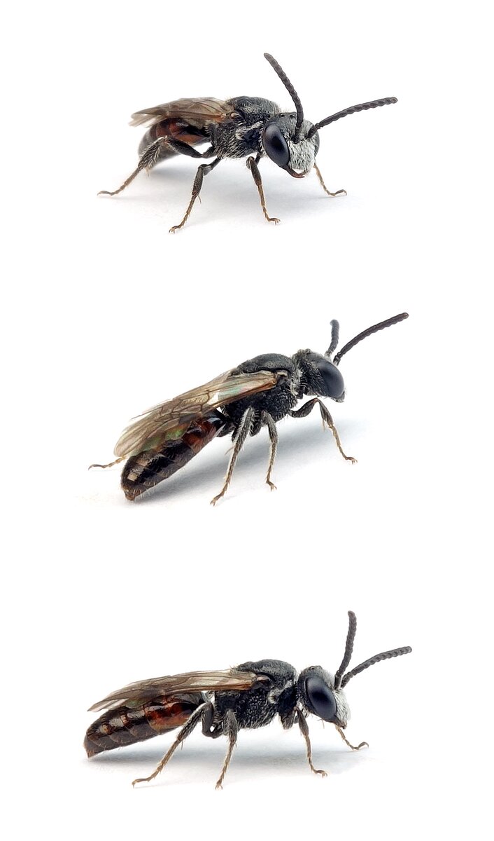 Sphecodes puncticeps ♂