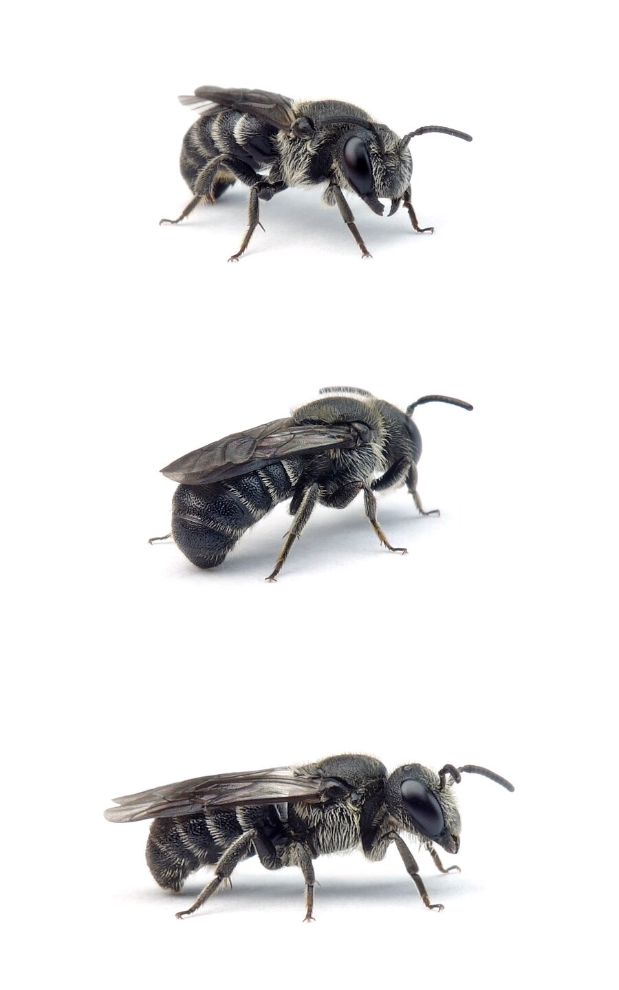 Stelis breviuscula ♂ Kurze Düsterbiene 5-6 mm