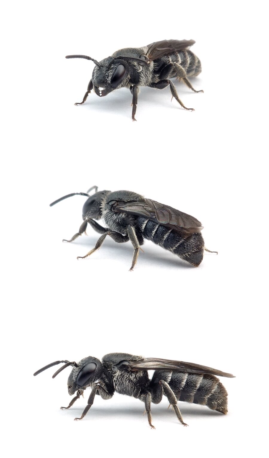 Stelis breviuscula ♀ Kurze Düsterbiene 5-6 mm