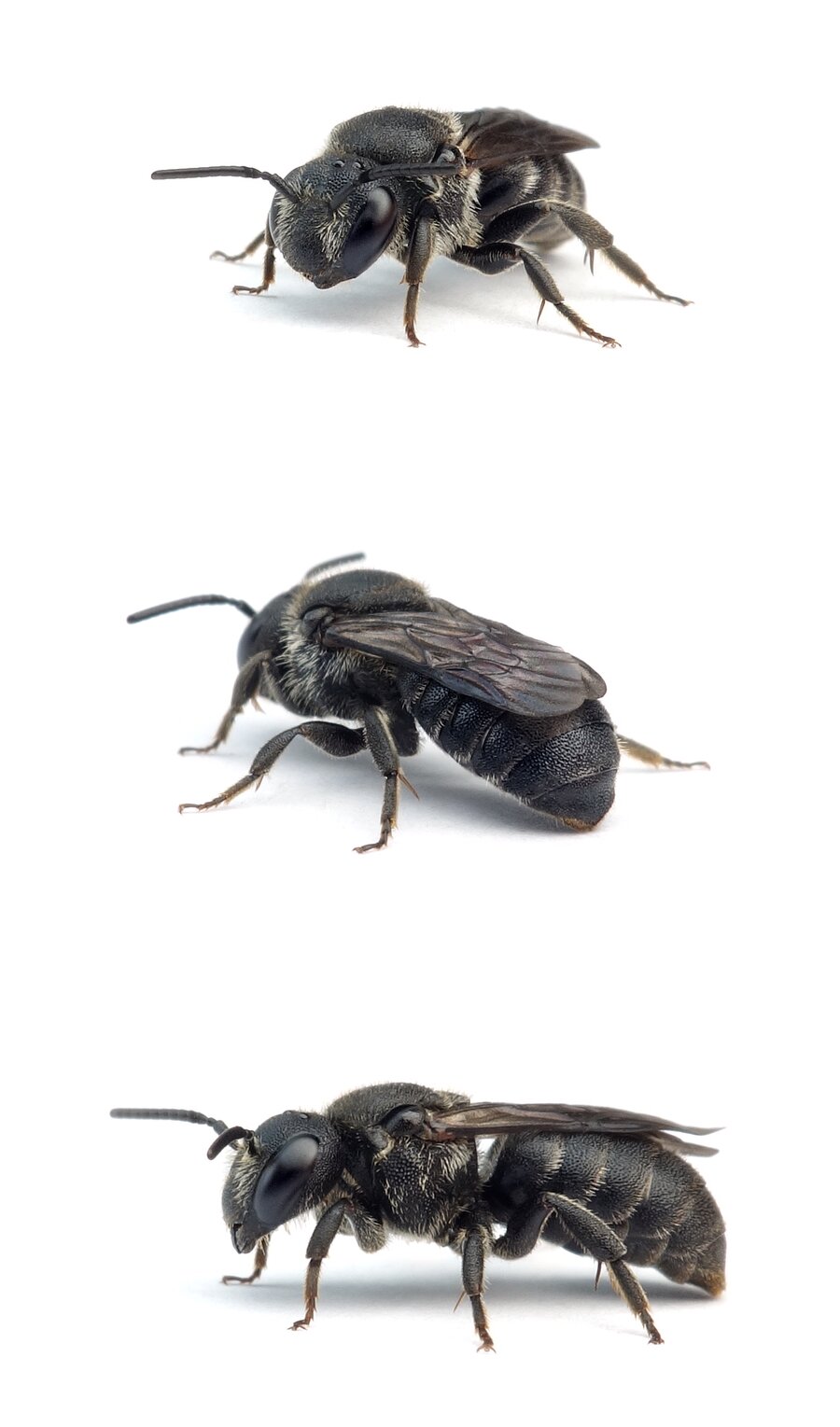 Stelis odontopyga ♀ Schneckenhaus-Düsterbiene 6-7 mm