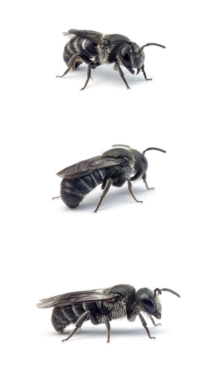 Stelis breviuscula ♂ Kurze Düsterbiene 5-6 mm