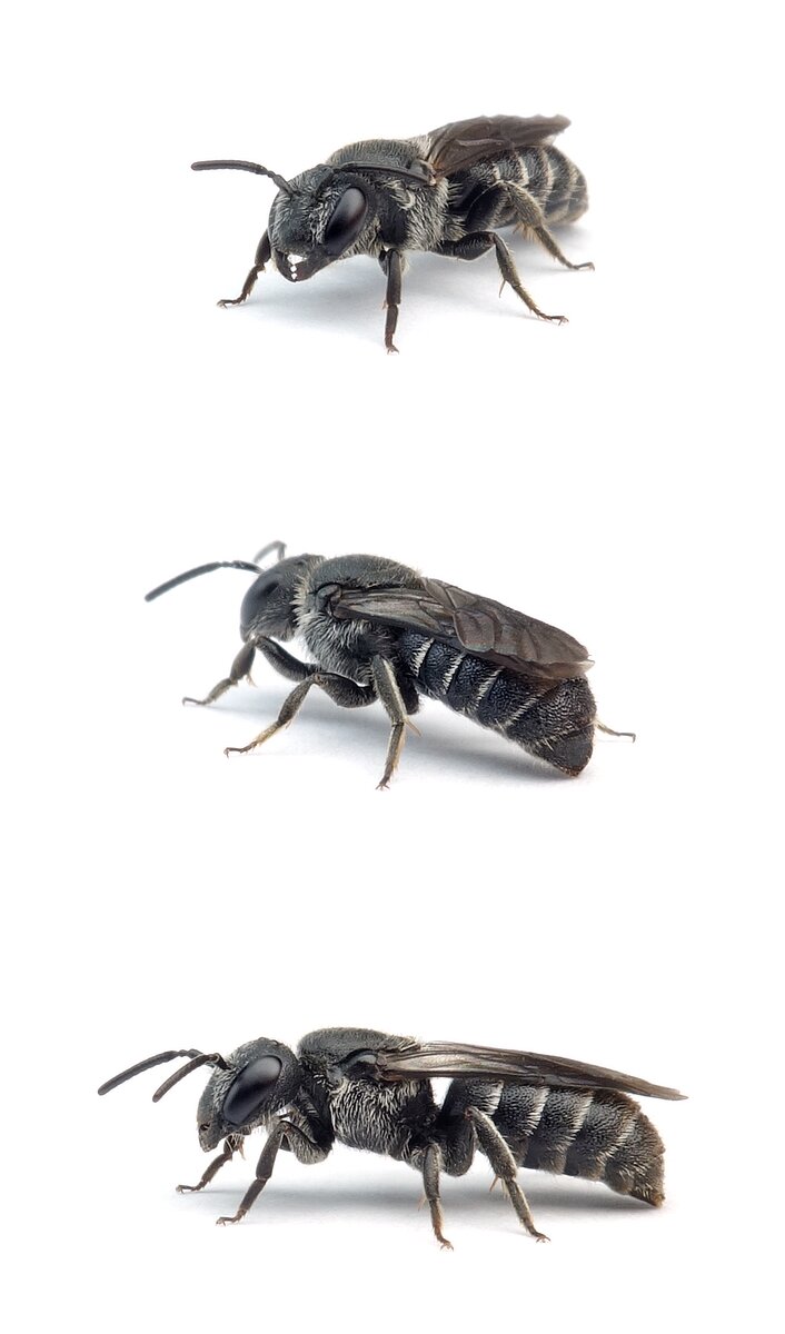 Stelis breviuscula ♀ Kurze Düsterbiene 5-6 mm