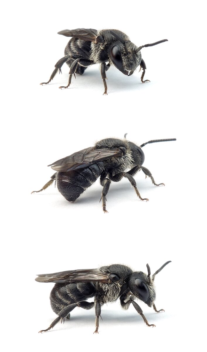 Stelis odontopyga ♂ Schneckenhaus-Düsterbiene 5-8 mm