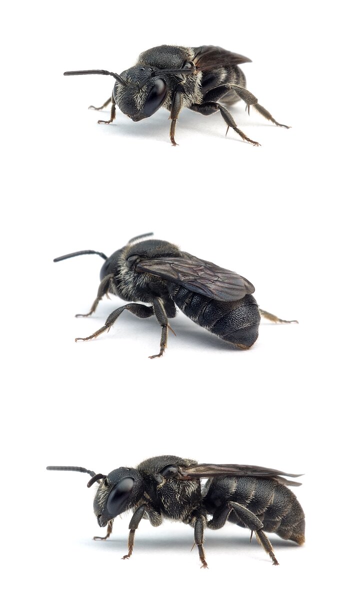 Stelis odontopyga ♀ Schneckenhaus-Düsterbiene 6-7 mm