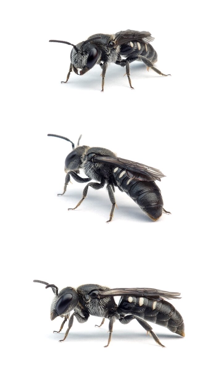 Stelis ornatula ♀ Stängel-Düsterbiene 5–8 mm