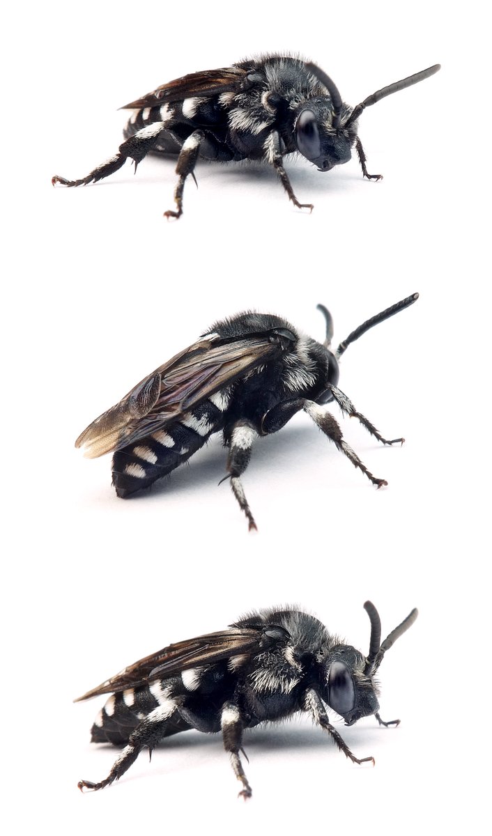 Thyreus orbatus ♂ Schwarzgesichtige Fleckenbiene 8-10 mm