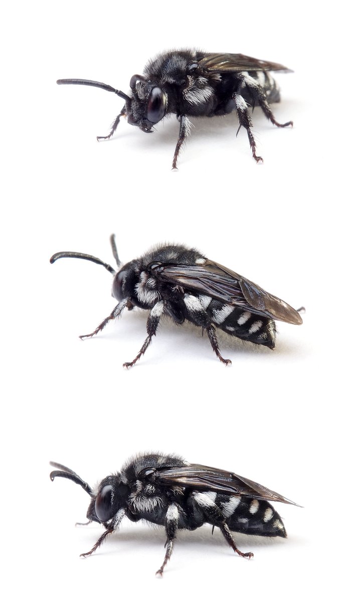 Thyreus orbatus ♀ Schwarzgesichtige Fleckenbiene 8-10
